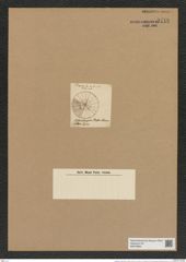 Stelladiscus stella (Norm.) Rattr. (de-Toni-Nr.: Genus 237, Species 5721) Zeichnungen Sammlung Grunow Nr. 9718 (NHMW-BOT-W0379663)